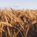 EU Black Sea Wheat Prices Drop Amid Record 10.5M Ton Harvest