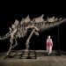 Citadel’s Ken Griffin buys a stegosaurus for $45 million in a record auction sale