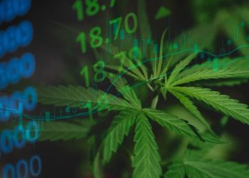 Cannabis Market 2024 Year-End Review